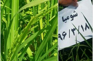 ظهور اولین خوشه برنج در روستای شومیا