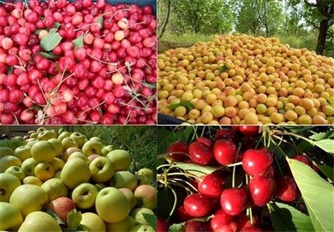 صادرات ۵ میلیارد دلاری محصولات کشاورزی از امسال