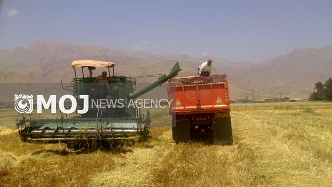 برداشت بیش از یکصد تن جو از مزارع کشاورزی دانشگاه آزاد اسلامی کرمانشاه