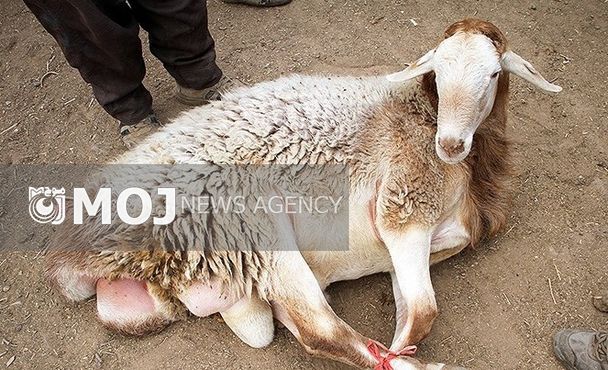 کشف ۱۹ فقره سرقت احشام در اعترافات باند سرقت