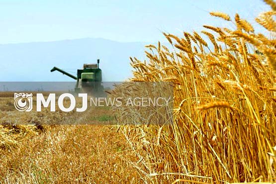 بیش از ۲۰۰ هزار تن گندم از کشاورزان لرستانی خریداری شد
