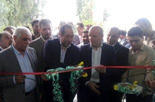 بیش از 5 هزار میلیارد تومان در بخش گل و گیاه سرمایهگذاری شده است
