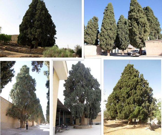 سرو کهنسال استان فارس به ثبت ملی رسید