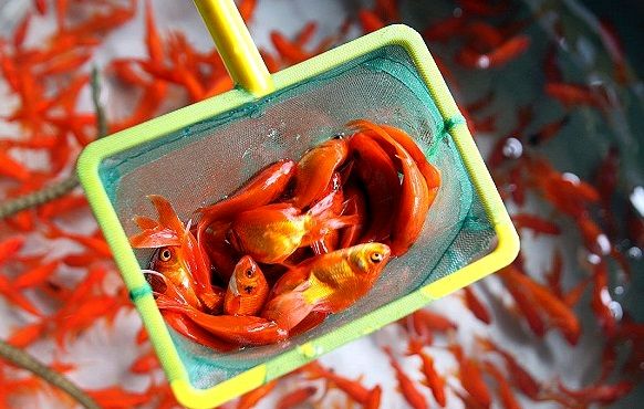 مردم از رهاسازی ماهیهای قرمز در رودخانههای مازندران خودداری کنند