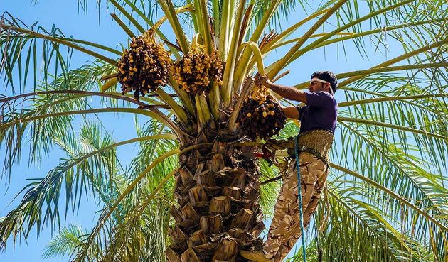 نخلستانهای قصرشیرین امسال 3900 تن خرما دارند