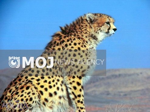 ایران یکی از کشورهایی است که نسل یوز پلنگ را زنده نگه داشته است