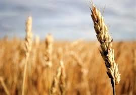 کاهش واردات و ایجاد اشتغال دست آورد دولت تدبیر و امید