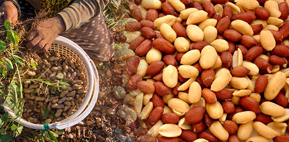 جشنواره بادام زمینی موجب دیده شدن زحمات کشاورزان این محصول است
