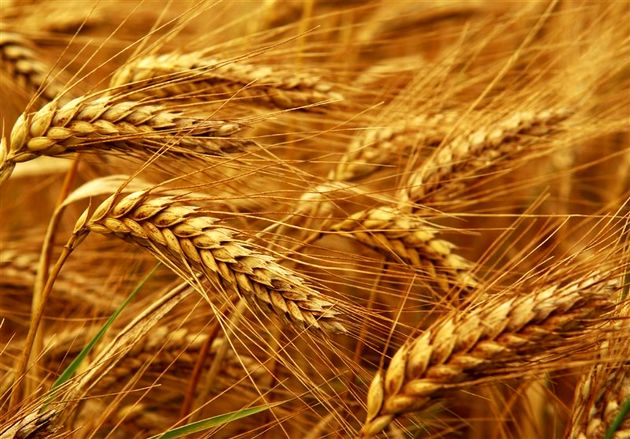 خرید تضمینی گندم از مرز ۱۰٫۷ میلیون تن فراتر رفت