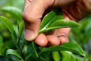 چای در بورس کالای منطقه آزاد انزلی عرضه می شود