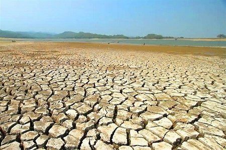 وسعت مزارع گندم سیستان و بلوچستان کاهش یافته است