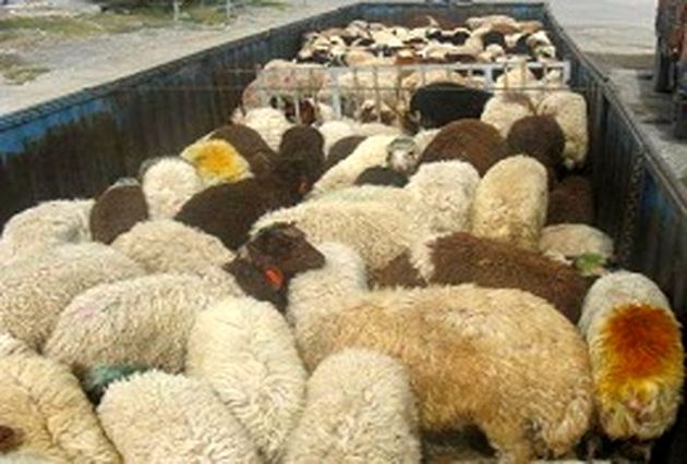 دستگیری باند سارقان احشام در شاهین شهر / کشف 87 راس دام مسروقه