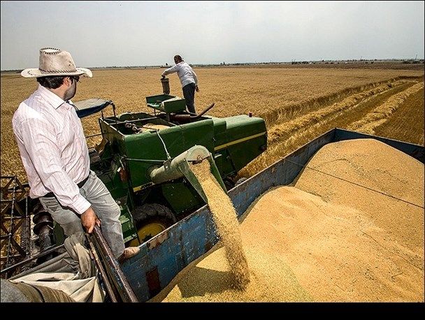 خرید تضمینی گندم در خوزستان به یک میلیون و ۵۰ هزار تن رسید/ خرید 29 هزار تن کلزا از کشاورزان