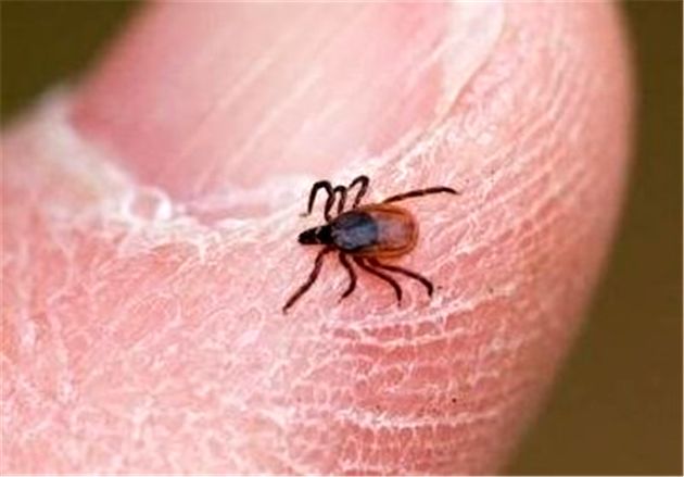 مصرف ۴ میلیارد تومان سم برای مقابله با کنه ناقل بیماری تب کریمه کنگو