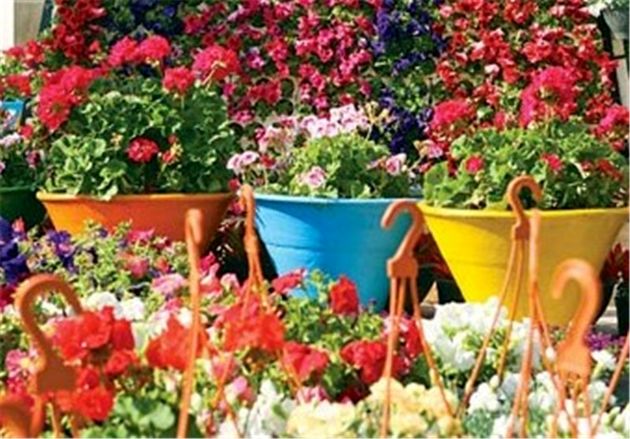 جشنواره بهاره گل و گیاه در اصفهان برگزار می شود
