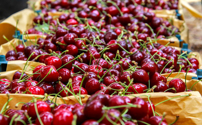 سالانه بیش از 5 هزار تن آلبالو و گیلاس از باغات لرستان برداشت میشود