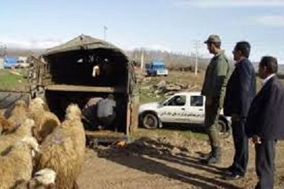 دستگیری باند سارقان احشام در گلپایگان