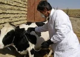 واکسیناسیون دامهای استان اصفهان علیه تب برفکی