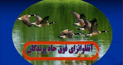 اجرای طرح پایش و مراقبت بیماری آنفلوانزای فوق حاد پرندگان در لنجان