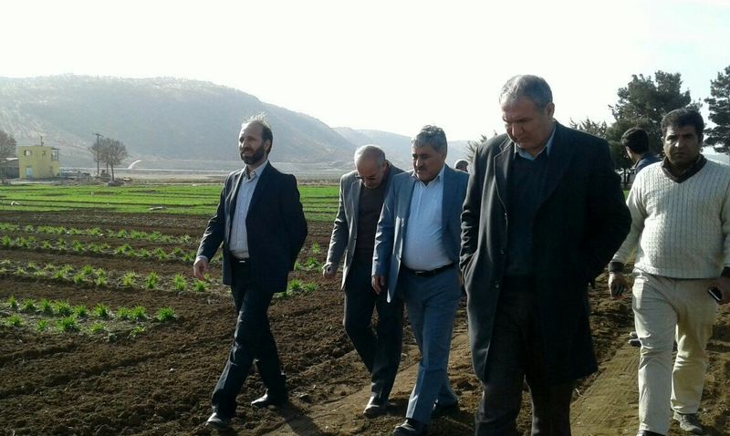 سالانه 2 هزار نوع رقم گندم در ایستگاه تحقیقاتی اسلام آبادغرب کشت میشود