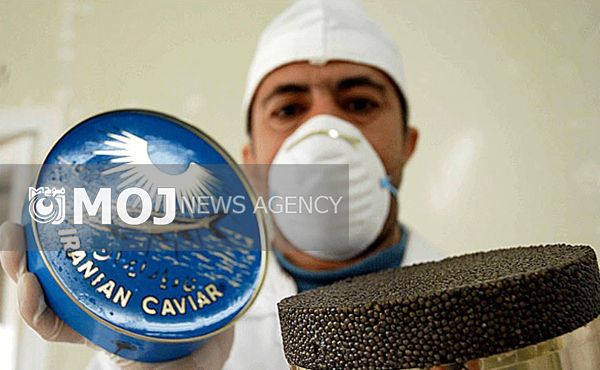 امسال بیش از ۱٫۵ تن خاویار پرورشی صادر میشود