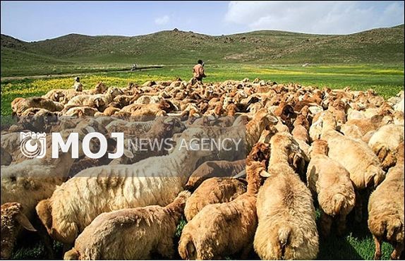 توصیههای اداره کل دامپزشکی خراسان رضوی به دامداران در فصل گرما