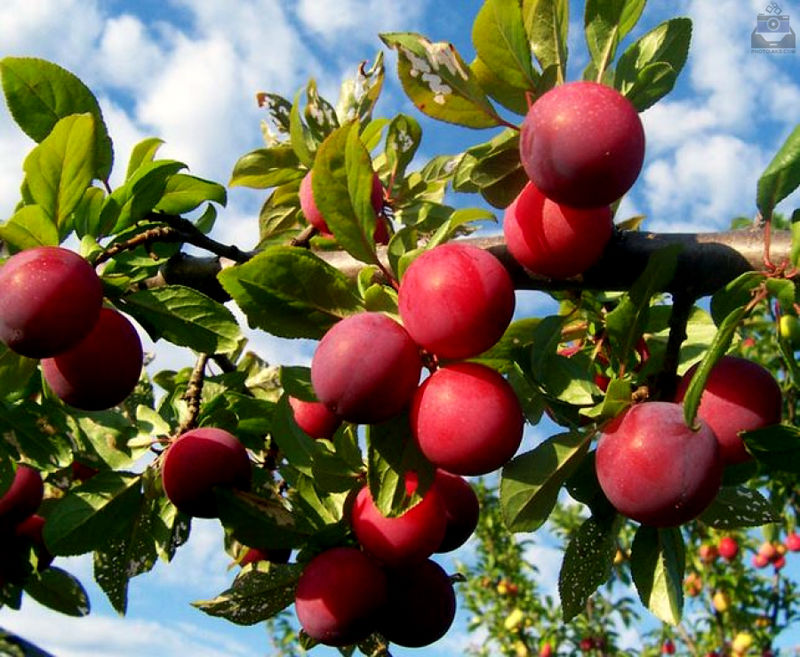 درخشش اصفهان در تولید نهالهای استاندارد در کشور