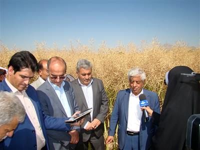 کرمانشاه از استانهای موفق در اجرای برنامه کشت کلزا در کشور است
