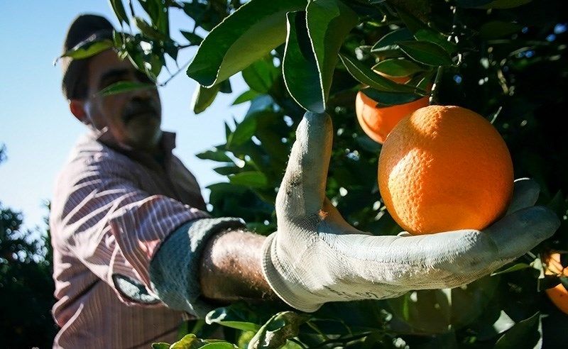 آغاز برداشت پرتقال از باغهای هرمزگان