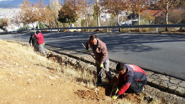 آغاز کاشت 35 هزار اصله درخت در سطح پارکهای جنگلی سنندج