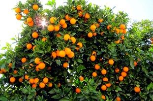 باغداران توسط بخاری و گرمکن دمای انبارهای ذخیره مرکبات را افزایش دهند