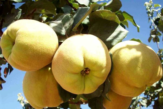پیشبینی برداشت ۲۷ هزار تن «به» از باغات اصفهان