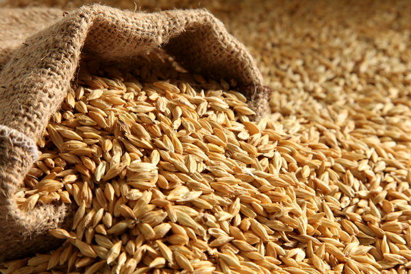 2 درصد از مطالبات گندم کاران کردستانی پرداخت شد