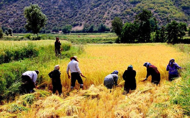 نباید قانون تمرکز وظایف بخش کشاورزی معلق شود/ قانون انتزاع نوعی عقب گرد محسوب می شود
