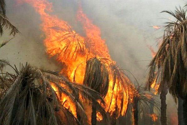 نخلستانهای بخش احمدی طعمه حریق شد