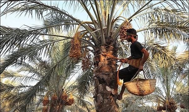برداشت بیش از 400 تن خرما در امیدیه