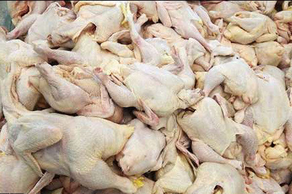 کشف بیش از 1300 کیلوگرم گوشت مرغ فاسد