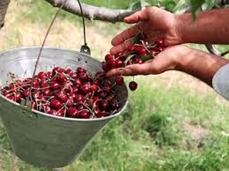عایدی 900میلیارد تومانی آملی ها از فروش میوههای هستهدار