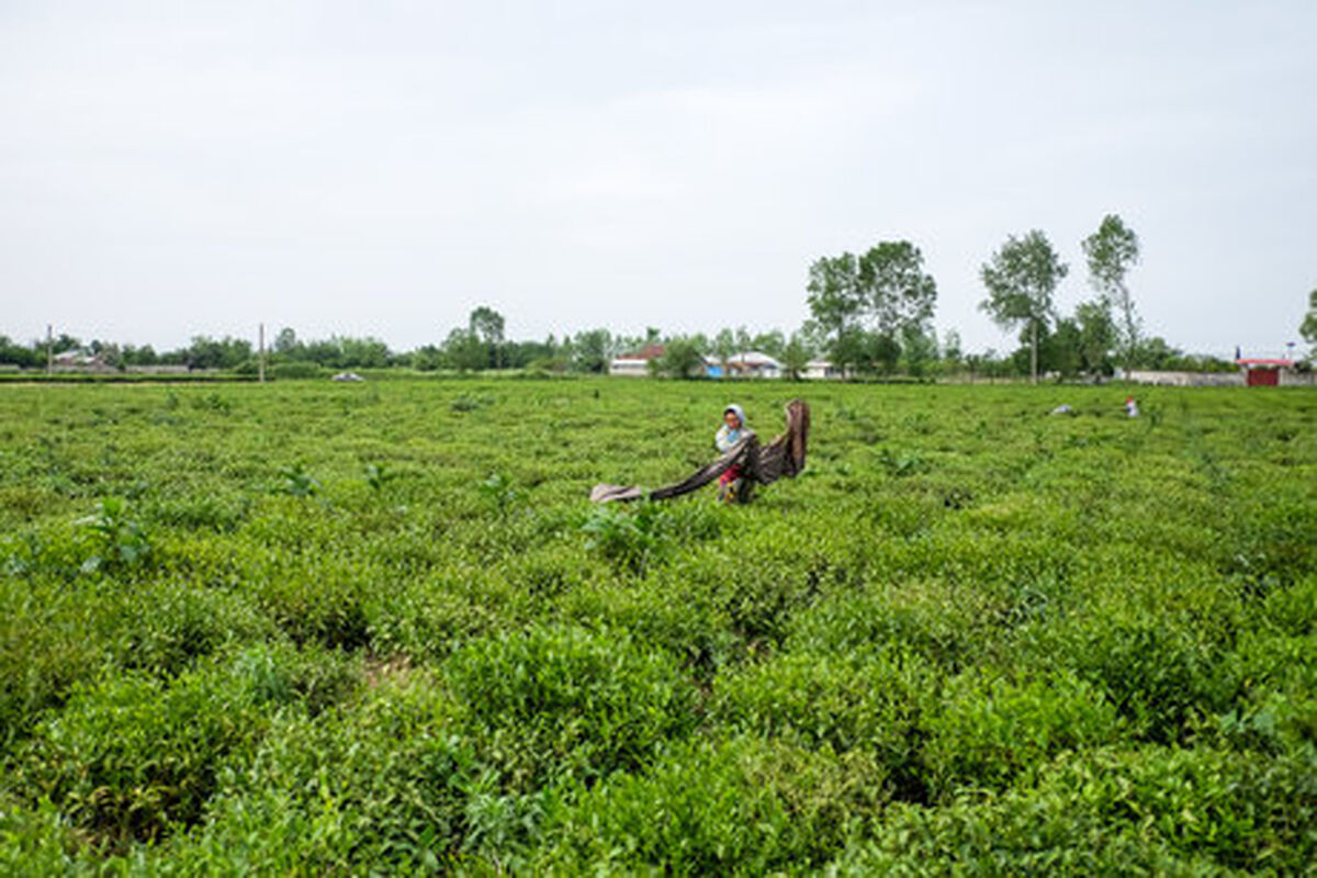کشاورزی