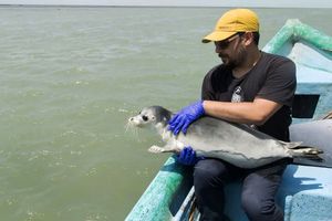 تقویت اقدامات علمی و میدانی برای صیانت از فُک های خزری / تلف شدن ۱۸ از ابتدای سال تاکنون