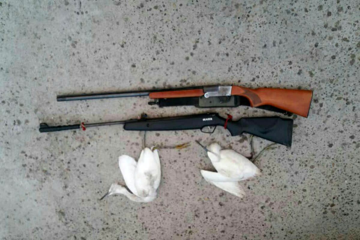 شکارچیان غیرمجاز در مازندران