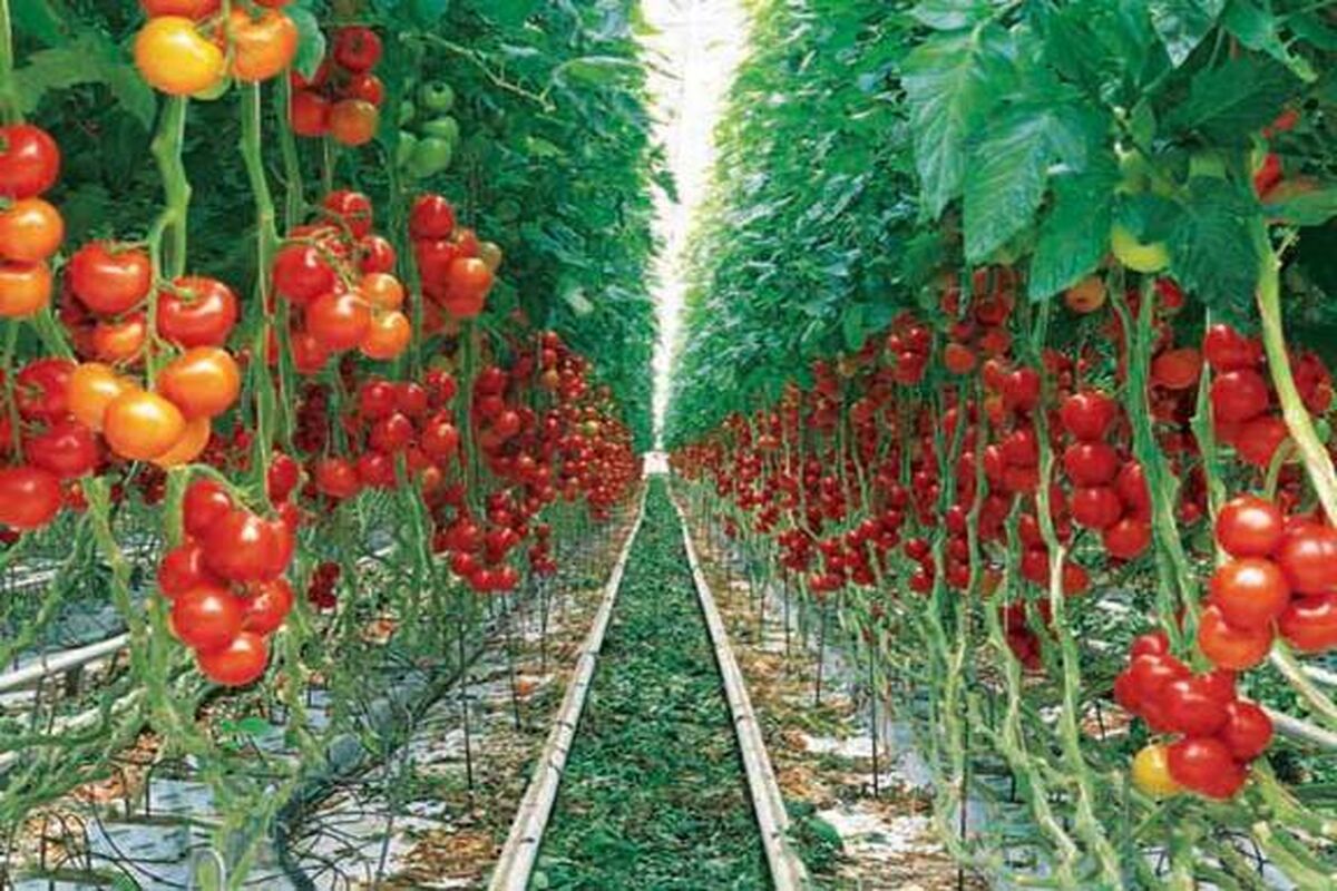 اصفهان- محصول گلخانه ای