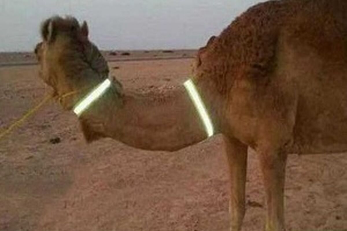 شتر