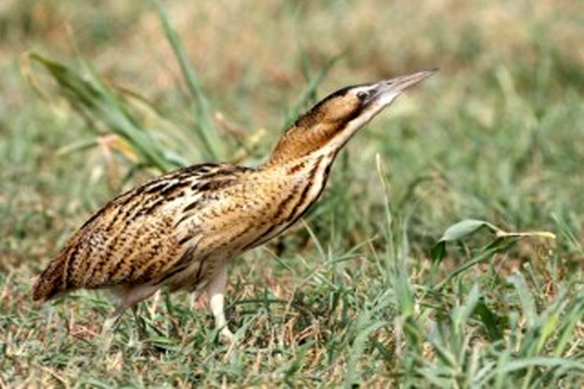 اصفهان- پرنده بوتیمار