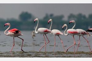 ورود پرندگان مهاجر به تالاب بین المللی قوریگل