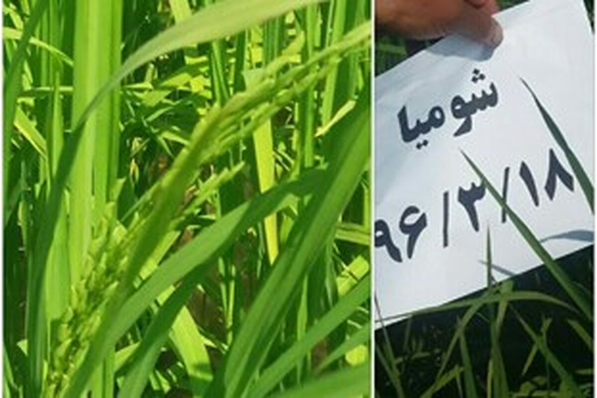 خوشه برنج