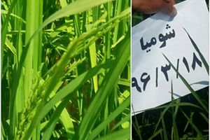 ظهور اولین خوشه برنج در روستای شومیا 