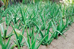 کشت سه هکتار آلوئه ورا در شهرستان جاسک برای نخستین بار