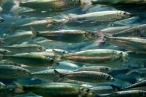 شناسایی ۱۵ مکان برای عرضه زنده ماهی در استان مرکزی