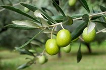 افزایش ۱۴ درصدی تولید زیتون در بیضا 